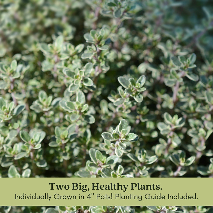 Silver Edge Thyme | Two Live Herb Plants | Non-GMO, Ornamental & Edible