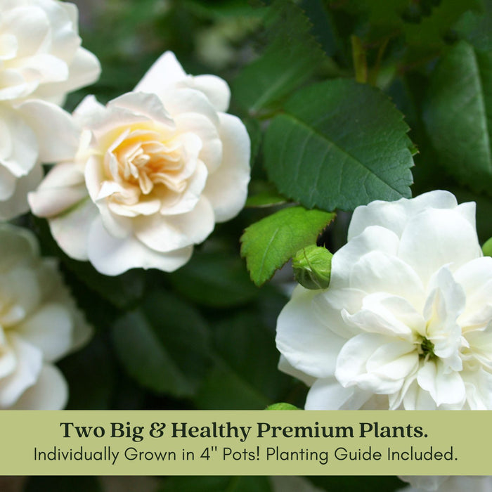 Kordana White Mini Rose | Two Live Plants | Non-GMO, Perennial Zone 5, Long-Blooming Compact Plants
