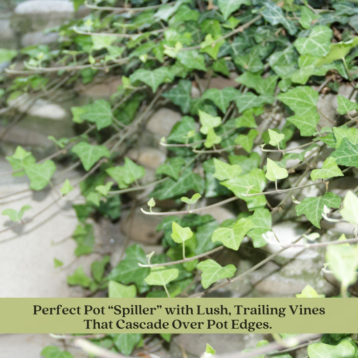 Algerian English Ivy | Two Live Plants | Non-GMO | Fast Growing, Evergreen, Low Maintenance