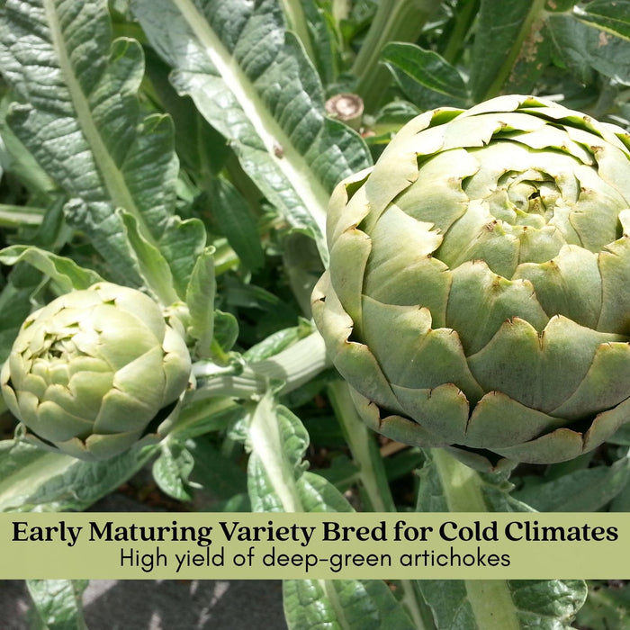 Imperial Artichoke Plant | Two Live Plants | Non-GMO | Edible Vegetable | Gourmet Favorite