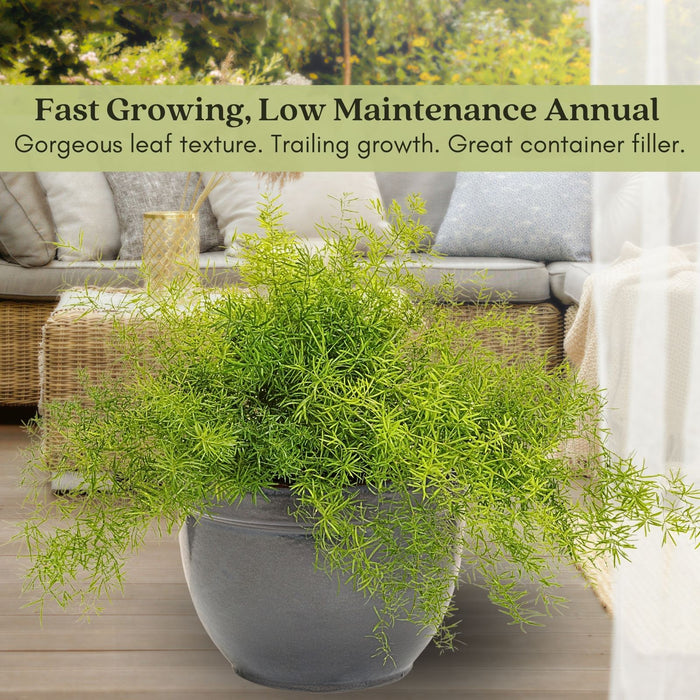 Asparagus Fern | Two Live Plants | Non-GMO | Lush Green Foliage, Hardy, Low Maintenance