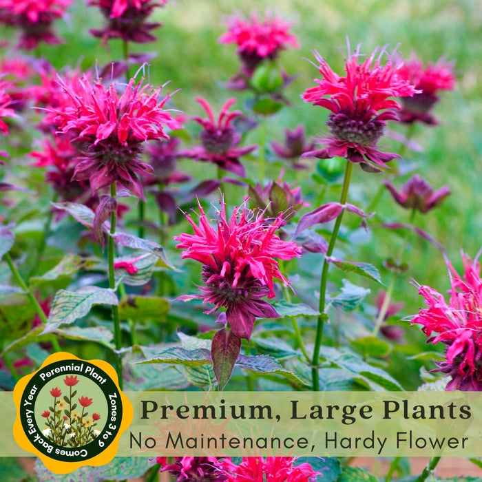 Bee Balm "Balmy Pink" (Monarda) | Two Live Plants | Non-GMO, Hardy Flowering Perennial, Pollinator Favorite