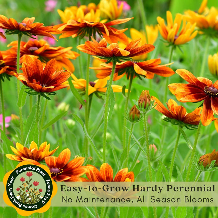 Black Eyed Susan (Rudbeckia) Autumn Colors | Two Live Plants | Non-GMO | Heirloom Perennial | Pollinator Friendly | Drought Tolerant