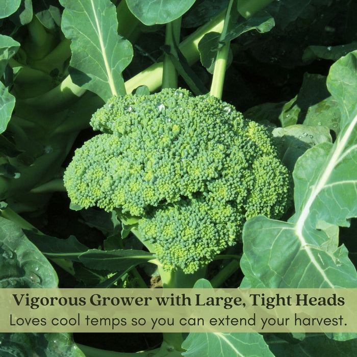 Broccoli Marathon | Two Live Plants | Non-GMO | High Yield, Cold-Tolerant, Disease Resistant