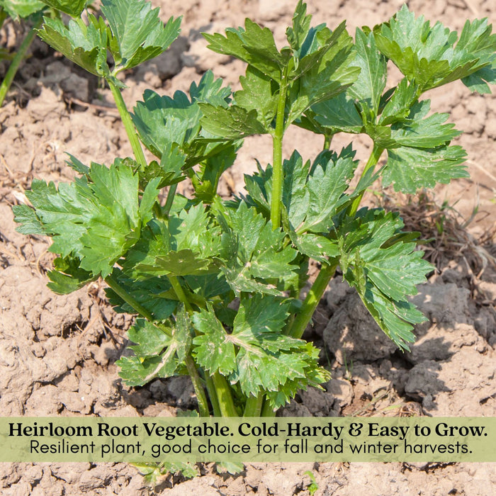 Celeriac Celery Root | Two Live Plants | Non-GMO | Heirloom | Cold Hardy, High Yield