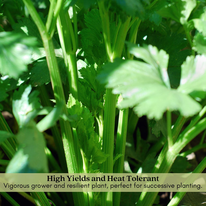 Celery Tango | Two Live Plants | Non-GMO | Heat Tolerant, High Yield, Fast Growing