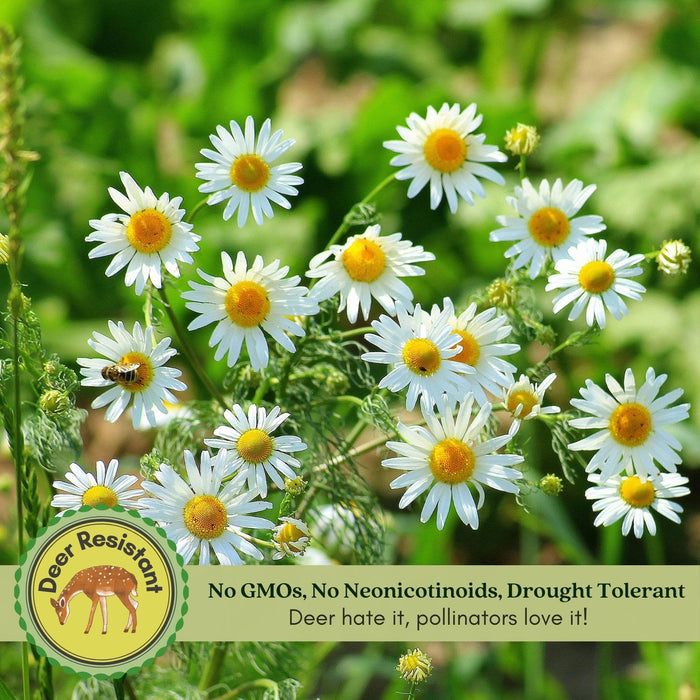 Chamomile Herb Plant | Two Live Plants | Non-GMO | Medicinal and Edible