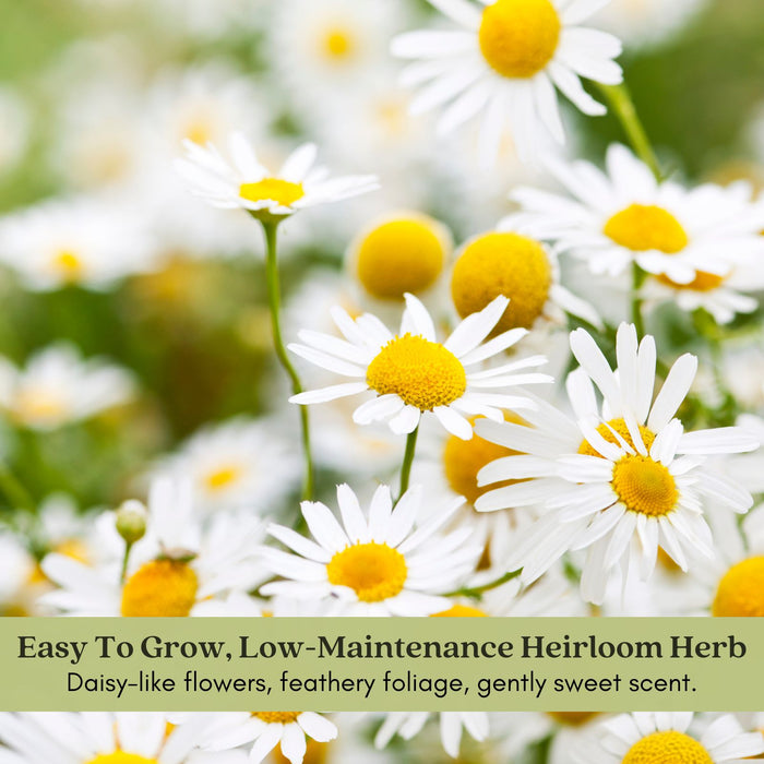 Chamomile Herb Plant | Two Live Plants | Non-GMO | Medicinal and Edible