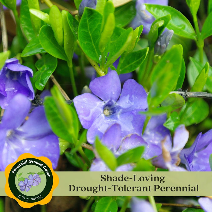 Creeping Myrtle Periwinkle | Two Live Plants | Non-GMO | Vinca Minor Perennial Ground Cover | Deer Resistant