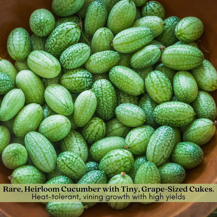 Cucumber Mexican Sour Gherkin | Two Live Plants | Non-GMO | Heirloom Cucumber | Heat Drought Tolerant