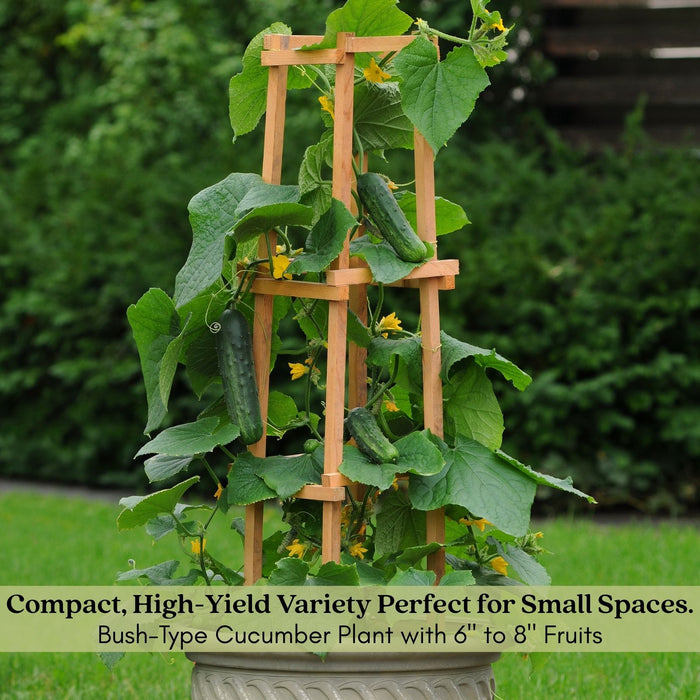 Cucumber Patio Snacker | Two Live Plants | Non-GMO | Burpless, High Yield, Compact