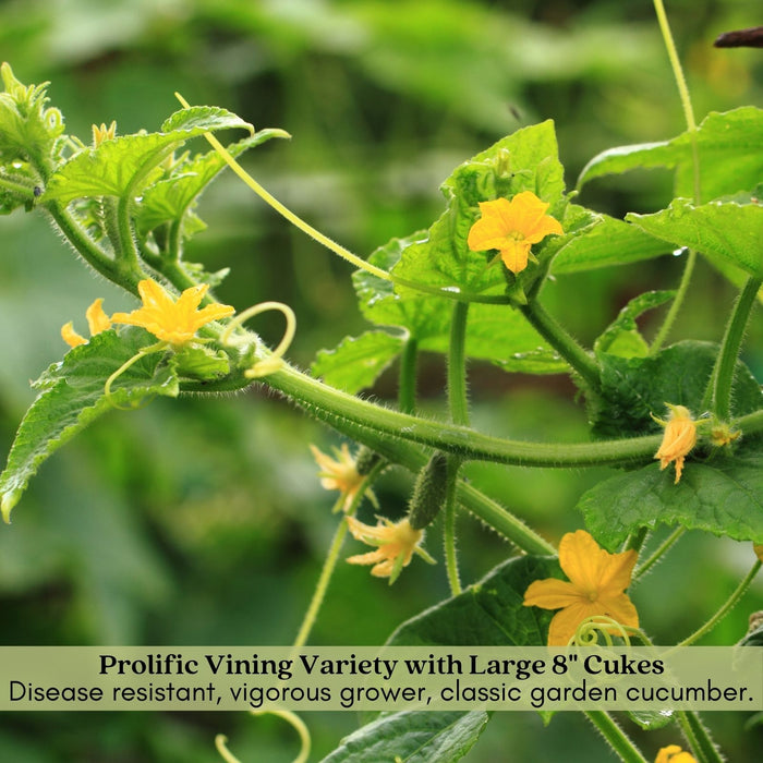 Cucumber Slice More | Two Live Plants | Non-GMO | Burpless, High Yield, Disease Resistant