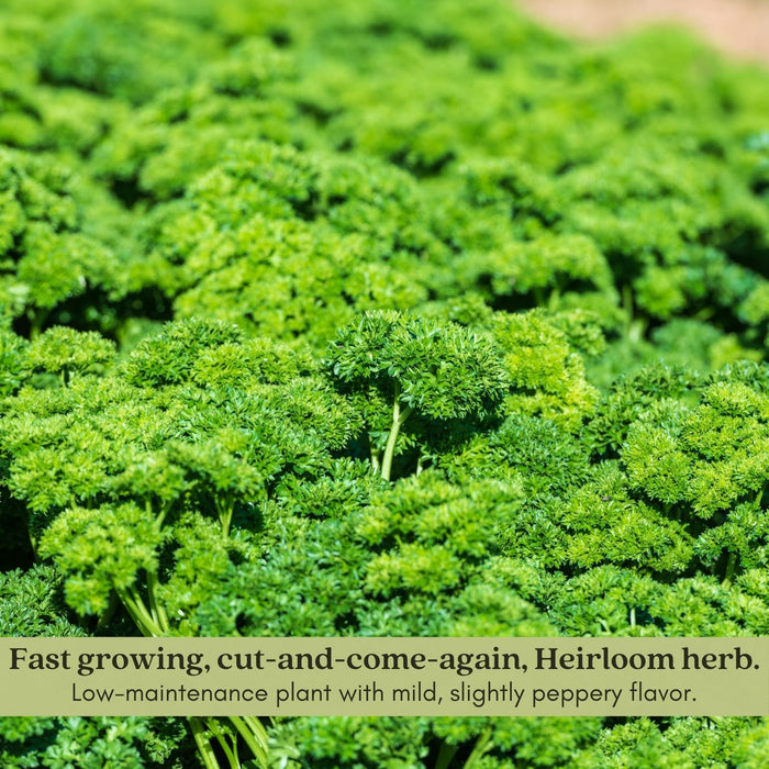 Triple Curled Parsley | Two Live Plants | Non-GMO | Heirloom Herb | Fast Growing, Culinary Essential