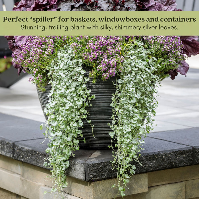 Dichondra Silver Falls | Two Live Plants | Non-GMO | Cascading, Silver Foliage, Heat Drought Tolerant