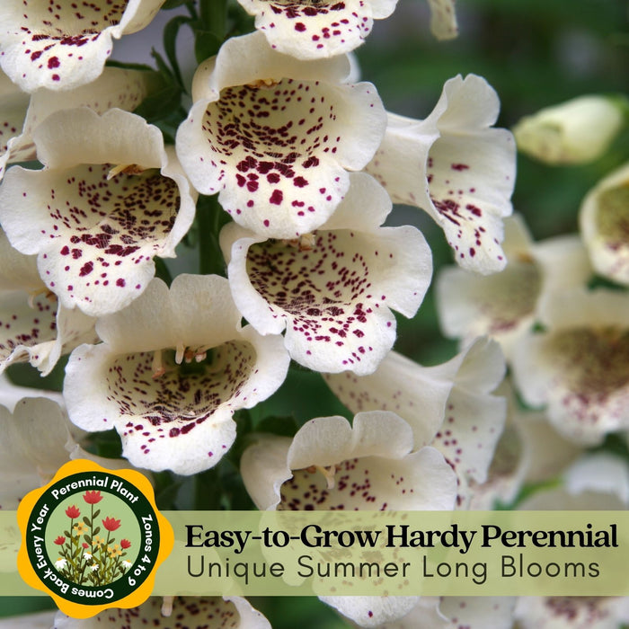 Foxglove Dalmatian Mix | Two Live Plants | Non-GMO | Heirloom Perennial | Pollinator Friendly