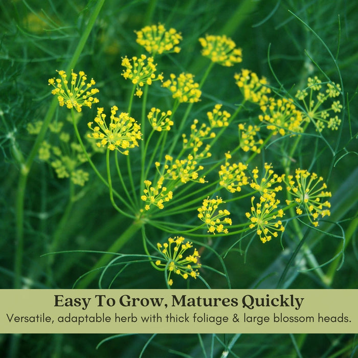 Bouquet Dill Herb | Two Live Plants | Non-GMO | Heirloom | Fast Growing, Pollinator Friendly, Fragrant