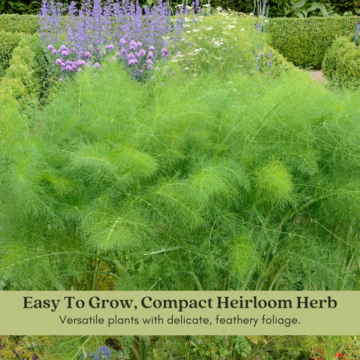 Fernleaf Dill Herb | Two Live Plants | Non-GMO | Heirloom | Compact, Fast Growing, Pollinator Friendly