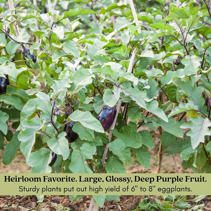 Eggplant Black Beauty | Two Live Plants | Non-GMO | Heirloom Variety | High Yield, Heat Tolerant