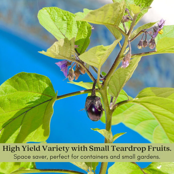 Eggplant Patio Baby | Two Live Plants | Non-GMO | Mini Fruit, High Yield, Compact