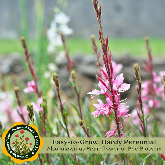 Gaura Siskiyou Pink | Two Live Plants | Non-GMO | Perennial | Pollinator Friendly | Continuous Blooms