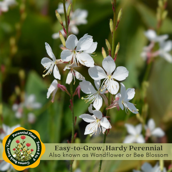 Gaura Sparkle White | Two Live Plants | Non-GMO | Perennial | Pollinator Friendly | Continuous Blooms