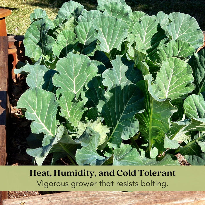 Georgia Collard Greens | Two Live Plants | Non-GMO | Heirloom | Heat Tolerant, Cold Hardy, High Yield
