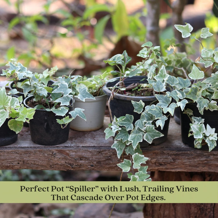Glacier English Ivy | Two Live Plants | Non-GMO | Variegated, Trailing, Low Maintenance