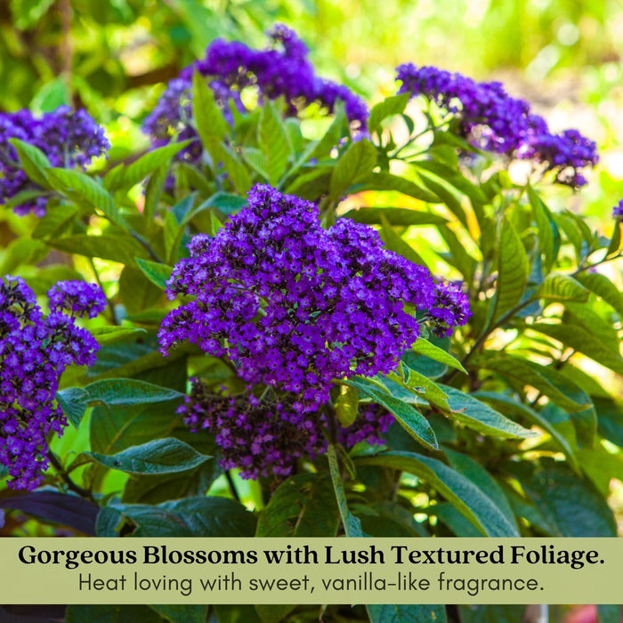 Heliotrope | Two Live Plants | Non-GMO | Pollinator Friendly | Fragrant Blooms