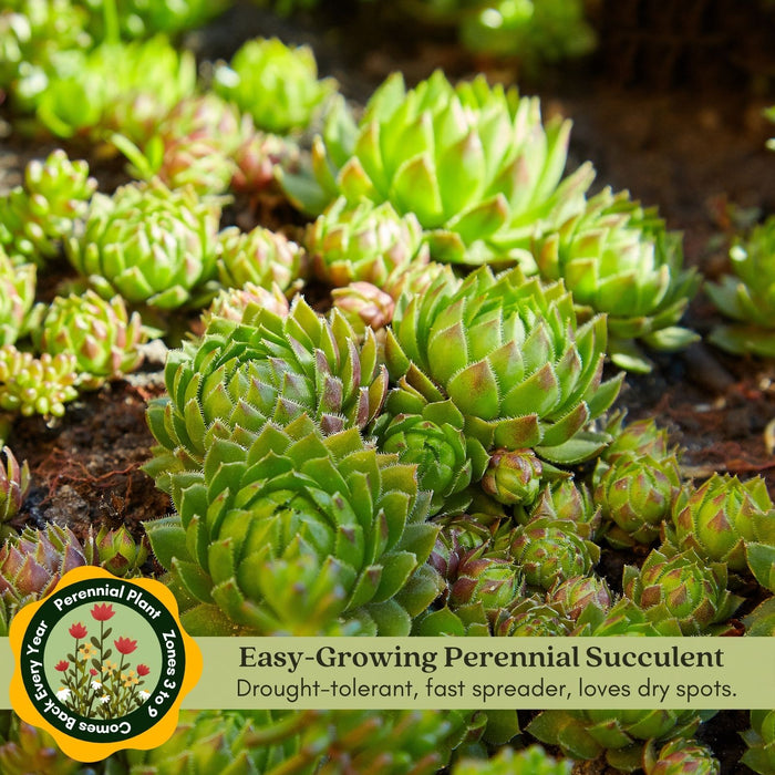 Hens and Chicks | Two Live Plants | Non-GMO | Perennial | Kid Friendly Gardening | Heat Drought Tolerant