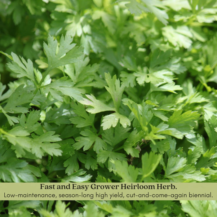 Italian Flat Leaf Parsley | Two Live Plants | Non-GMO | Heirloom Herb | Fast Growing, Culinary Essential