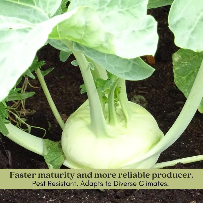 Kohlrabi Konan | Two Live Plants | Non-GMO | Edible Vegetable | Easy to Grow Vegetable