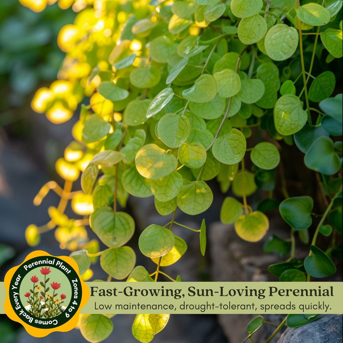 Creeping Jenny Goldi | Two Live Plants | Non-GMO | Lysimachia | Perennial, Cascading