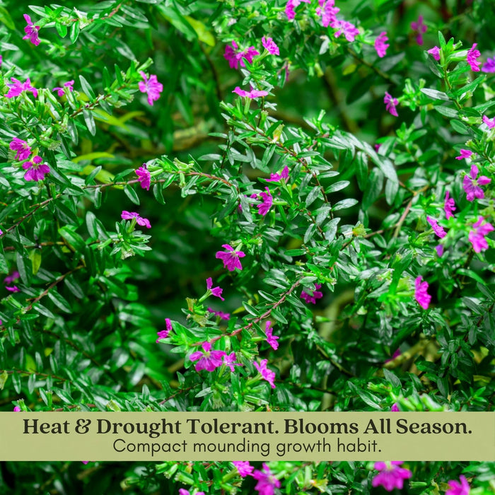 Mexican Heather Magenta | Two Live Plants | Non-GMO | Heat Tolerant, Pollinator Friendly, Low Maintenance