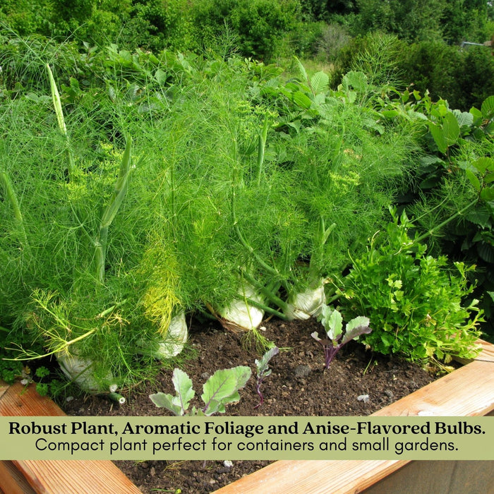 Orion Fennel Plant | Two Live Plants | Non-GMO | Edible Garden | Culinary Favorite