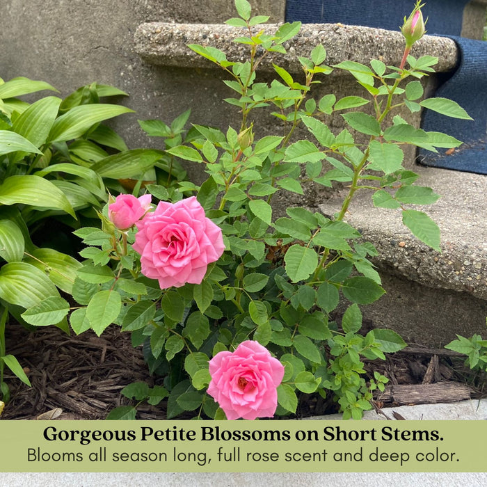 Kordana Pink Mini Rose | Two Live Plants | Non-GMO, Perennial Zone 5, Long-Blooming Compact Plants