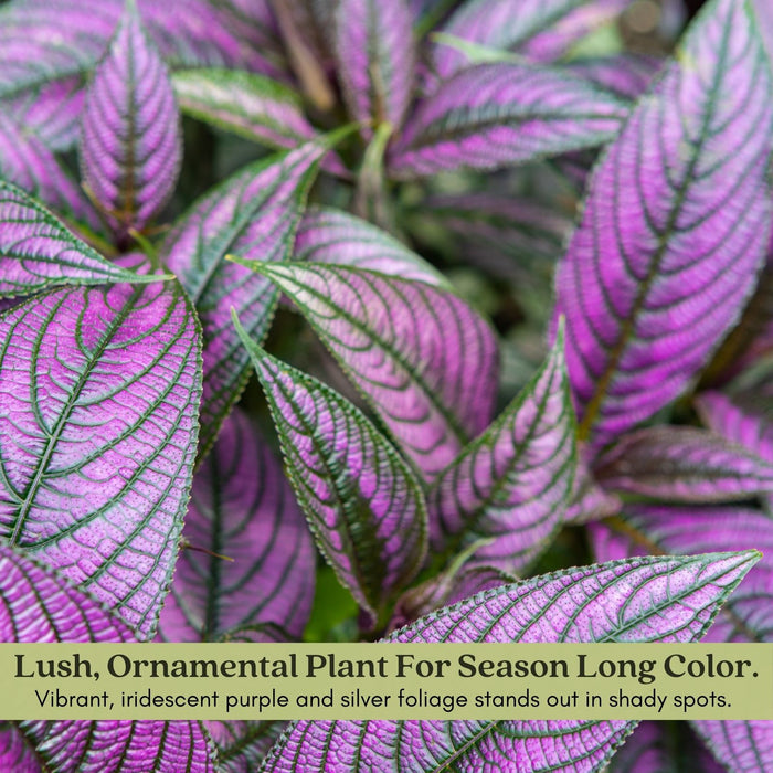 Persian Shield | Two Live Plants | Non-GMO | Shade Loving | Exotic Foliage | Strobilanthes