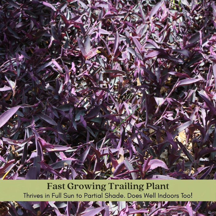 Purple Heart | Two Live Plants | Non-GMO | Vibrant Purple Foliage, Low Maintenance, Drought Tolerant