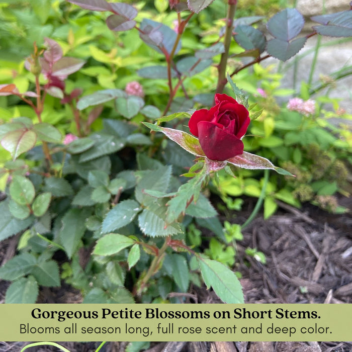 Kordana Red Mini Rose | Two Live Plants | Non-GMO, Perennial Zone 5, Long-Blooming Compact Plants