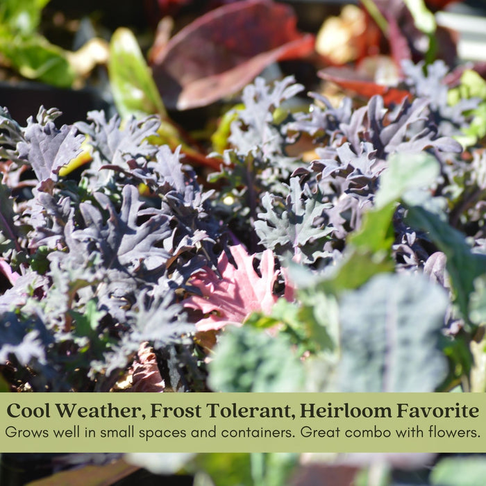 Red Russian Kale | Two Live Plants | Non-GMO | Heirloom | Frost Tolerant
