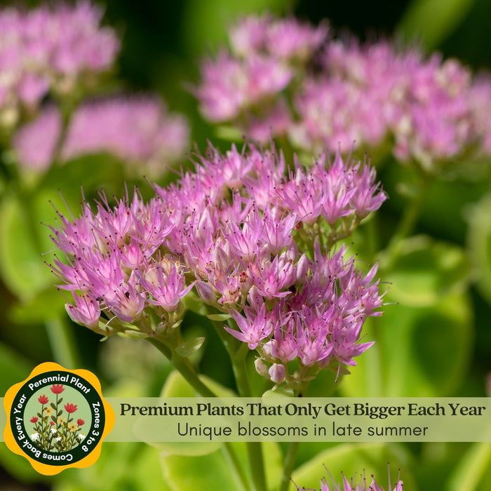 Sedum Autumn Joy | Two Live Plants | Non-GMO | Perennial | Pollinator Friendly