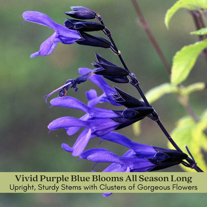 Black and Bloom Salvia | Two Live Plants | Non-GMO | Pollinator Magnet, Heat Tolerant, Low Maintenance