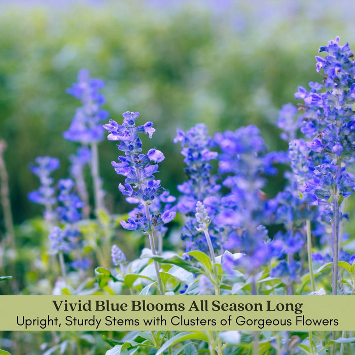 Victoria Blue Salvia | Two Live Plants | Non-GMO | Vibrant Blooms, Pollinator Magnet, Low Maintenance