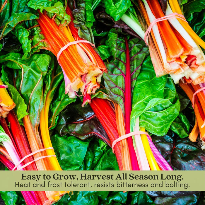 Bright Lights Swiss Chard | Two Live Plants | Non-GMO | Heirloom | Frost Tolerant