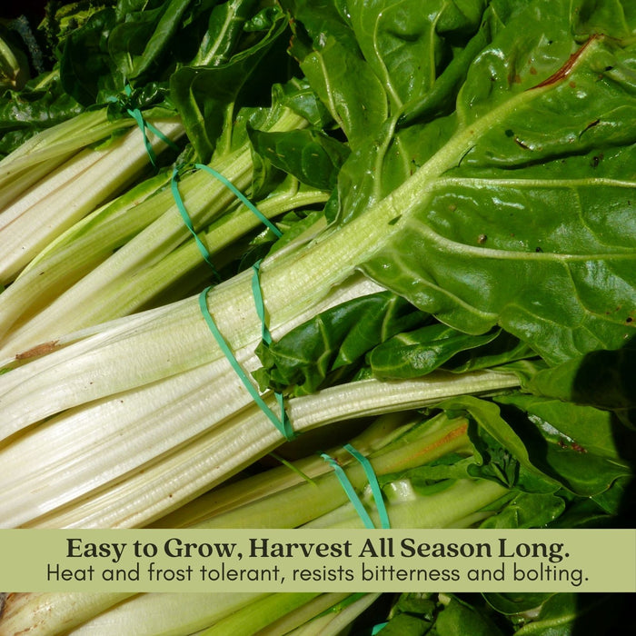 Green Swiss Chard | Two Live Plants | Non-GMO | Heirloom | Frost Tolerant