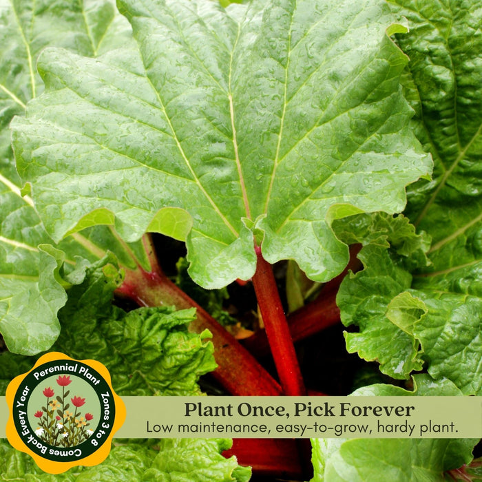 Victoria Rhubarb | Two Live Plants | Non-GMO | Perennial | Edible Heirloom
