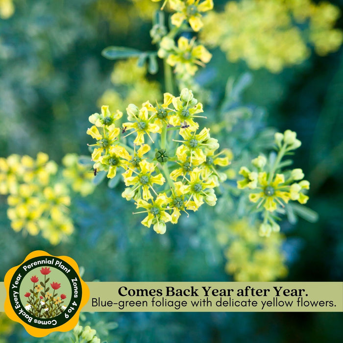Rue Herb Plant | Two Live Plants | Non-GMO | Edible and Medicinal