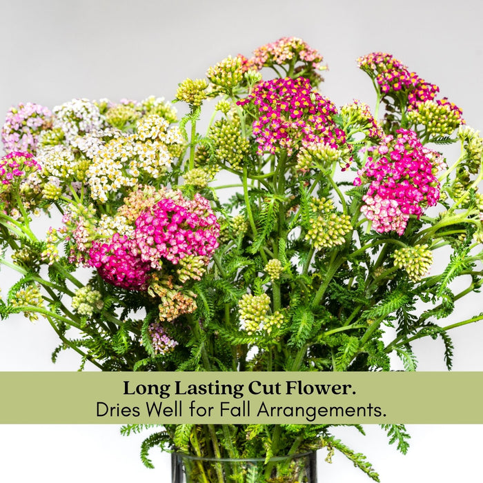 Yarrow "Cerise Queen" (Achillea) Plants  | Two Live Plants | Non-GMO, Hardy Flowering Perennial, Pollinator Favorite