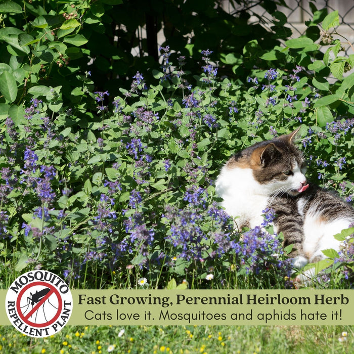 Catnip Herb | Two Live Plants | Non-GMO | Heirloom | Fast Growing, Pollinator Friendly
