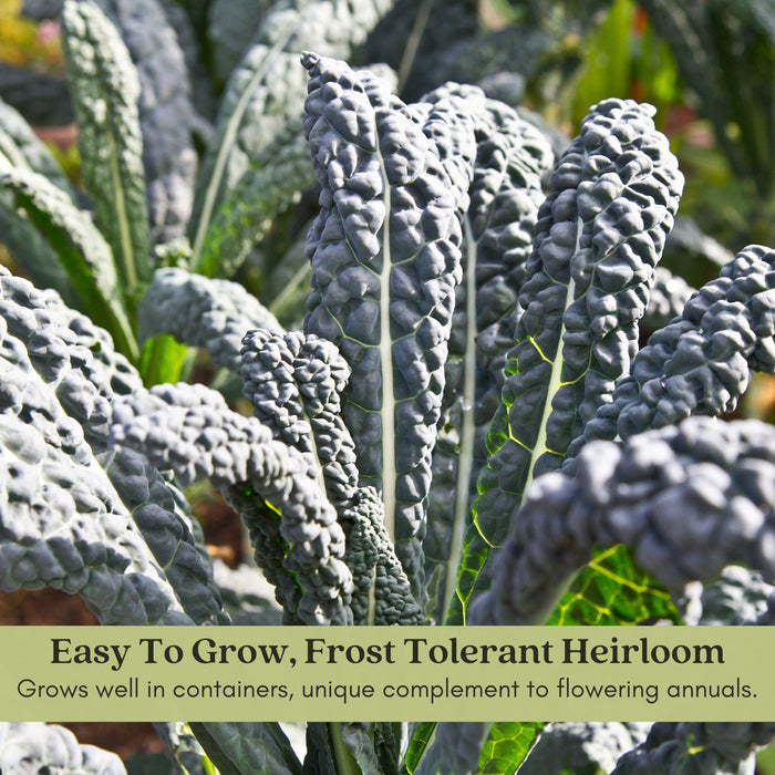 Dinosaur Kale | Two Live Plants | Non-GMO | Heirloom | Frost Tolerant