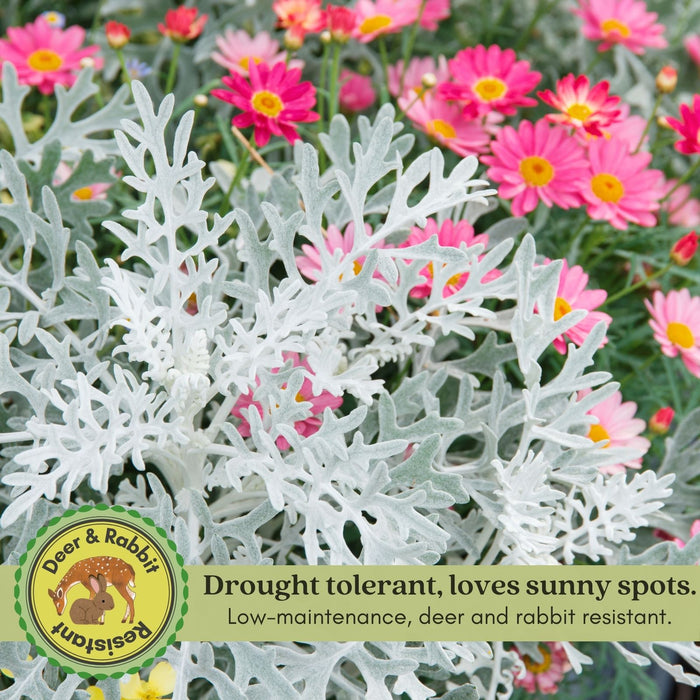 Dusty Miller Silverdust | Two Live Plants | Non-GMO | Soft Silver Foliage, Drought Tolerant, Low Maintenance
